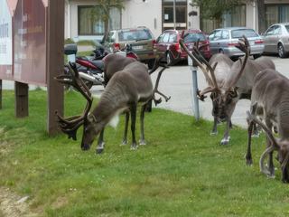 Au cours d'un voyage en Scandinavie en août 2012, nous étions en train de prendre notre petit-déjeuner dans la salle à manger de notre hôtel à Saariselkà (Finlande) lorsque nous avons vu des rennes arriver sur le parking.
Je suis sortie très vite avec mon appareil-photo (que j'avais près de moi) pour immortaliser ce moment incroyable. D'autres personnes qui mangeaient avec nous sont montées à leur chambre pour chercher leur appareil mais à leur retour, les rennes étaient partis ...