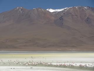 Une lagune et ses flamands roses près du Salar d'Uyuni en Bolivie