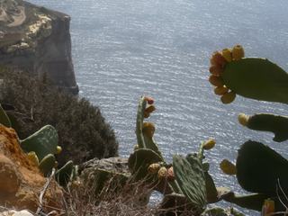 Sur les hauteurs des falaises de Dingli (Malte), le fond de mer brumeux enveloppent les cactus de douceur