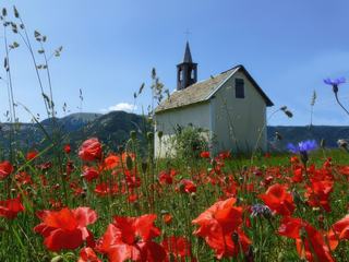 Quelle chance j'ai en cette belle journée de juin!
Dame nature a décidé de me faire plaisir en se parant de ses plus beaux atours. 
Les gentils coquelicots à l'apogée de leur forme, éclatent de leur rouge flamboyant, comme pour illuminer un décor montagnard d'ordinaire si quelconque.
Quelques bleuets épars complètent ce tapis fleuri, tandis que des hautes herbes folles s'étirent vers le ciel azur.
Une chapelle plantée là depuis des dizaines d'années, ne dépareille pas dans cette harmonie de quiétude.
Un moment de pur bonheur pour un photographe avide de clichés et amoureux de Dame Nature.
Selonnet Alpes de Haute-Provence.