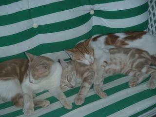 Lors de mon séjour en Turquie, j'ai flashé sur cette famille de chats de l'hôtel qui dormaient tout le temps ensemble, sans dessus dessous !!!