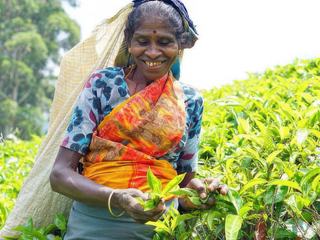 C'est sur la route de Nuwara Eliya, au sud de Kandy, que nous trouvons ces cueilleuses de thé Sri Lankaises.
Nous plongeons au cœur des plantations de Ceylan avec émerveillement, au beau milieu de ce dégradé de couleur verte qui nous rappelle l'émeraude. Ce thé, que nous pouvons appeler l'Or Vert est le joyau du Sri Lanka.
Ces femmes Tamoules, bien qu’effectuant un travail dur et harassant, ont toujours le sourire et se prêtent volontiers au jeu des photos des touristes dont j’ai eu la chance de faire partie.