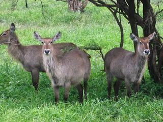 AFRIQUE du SUD : Parc Kruger, rencontre avec quelques beaux spécimens de ces antilopes cobe.