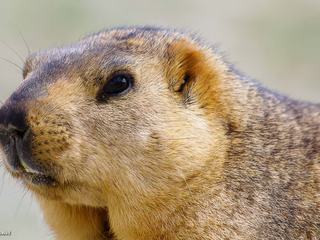 Portrait de marmotte au Ladakh, non loin de Pangong Tso (lac à la frontière avec la Chine)