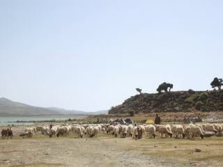 Troupeau de moutons près d'un lac nommé "Aglmam" au moyen atlas au Maroc.