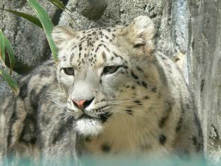 Parc zoologique de Beauval - Loir-et-Cher.
La panthère des neiges remporterait certainement le prix de la reine de beauté tant ce félin est superbe. Cette panthère est également appelée Léopard des neiges ou Once.
Son superbe pelage d'un gris clair ou cendré, teintée de jaune avec des "rosettes" foncées réparties sur le corps est très efficace pour mieux se camoufler dans la neige. Le sous-poil est épais et laineux. Cette fourrure lui permet également de supporter des températures très basses .
Elle vit exclusivement en Asie centrale, du nord-ouest de la Chine au Tibet, dans la chaîne de l’Himalaya dans des zones montagneuses au climat très rigoureux.
Malheureusement chassé à outrance, le léopard des neiges est aujourd’hui en grand danger d’extinction.
© dinosoria.com