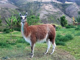 Équateur 2014 - Cahuasqui 

Avant la conquête espagnole, près d’un million de lamas se seraient partagés les terres de l’Équateur. La quasi-extinction de cette espèce a eu lieu lorsque les européens ont décidé de remplacer peu à peu le lama par les bovins et les ovins, davantage considérés.

Il existe depuis quelques années des projets pour repeupler l’Équateur de lamas.


En effet, le lama présente de nombreux avantages : sa viande qui permet de lutter contre la malnutrition, sa laine mais également le lama comme attrait touristique.