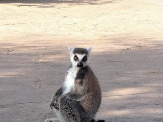 Au jardin zoo de la ville de Rabat, Maroc.