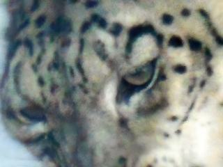 J'avoue, ainsi que beaucoup l'ont fait, je suis allé dans un zoo pour photographier une bête à poil, en l'occurrence la Panthère du Sri Lanka du zoo de la Palmyre (17). Son appétit fait plaisir à voir, non ... ?