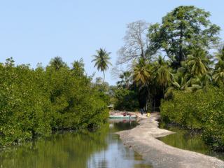 Les sentiers ne parcourent pas toujours les montagnes ou les campagnes...
Ici en Casamance (Sénégal) se découvre à marée descendante ces sentiers qui parcourent la mangrove aux abords des villages. Sentiers fait en coquillages.