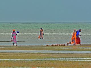 Sur les plages de Zanzibar, au lever du soleil, ces ramasseuses d'algues semblent interpréter un ballet.
Les algues sont ensuite mises à sécher et exportées, notamment au Japon pour la confection de sushi.