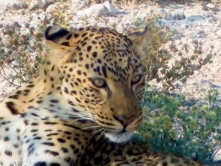 J'ai rencontrer ce léopard au bord d'un chemin dans le parc national d'Ethosha en Namibie. Ce fut un moment magique, en tout cas au moins pour moi car lui n'a pas eu l'air d'en faire l'évènement de sa journée. Je ne comprends pas pourquoi. hihi