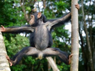 "Bien plus facile à 4 mains!"
Jeune chimpanzé de la région d'Edéa au Cameroun.
Les chimpanzés ont le pouce des "pieds" opposable, ce qui leur permet de les utiliser comme des mains. c'est bien plus facile pour attraper les branches!