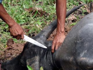 Sacrifice rituel lors d'une cérémonie funéraire sur l'Ile de Salawesi en Indonésie.