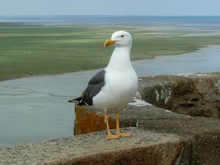 photo Faire une pause ou prendre la pose de MT90