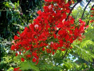photo Voyage flamboyant de jojotroter
