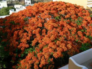 photo Voyage flamboyant de loofok77