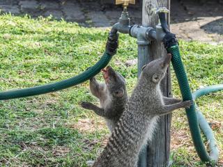 Un goutte à goutte providentiel au tuyau d'arrosage fait le bonheur de ces 2 sympathiques mangoustes de Namibie.