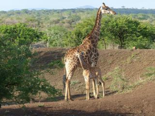 Afrique du Sud, janvier 2016. Balade très matinale au parc du Zulu Nyala.
En ce début d'été, la période est propice pour rencontrer les mères et leur(s) petit(s).