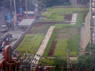Beijing (Chine) le 13 de ce mois.
Vue derrière la vitre de notre chambre d'hôtel, la culture de plantes médicinales sur le toit de l'hôpital de médecine traditionnel.