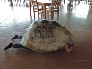 photo Insolite de Bergeronnette40