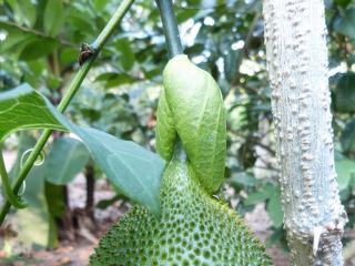 Le corossol épineux, fruit du corossolier, pousse en Afrique, Amérique du Sud ou comme celui-ci au Vietnam (Asie). La chair du corossol est comestible et à un goût à la fois sucré et acidulé.
Il aurait, paraît-il, des vertus médicinales notamment dans le traitement de cancer.