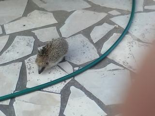 Juste pour le fun (pas pour la qualité de la photo). Un gentil visiteur alors que nous prenions l'apéro sur la terrasse chez une amie.