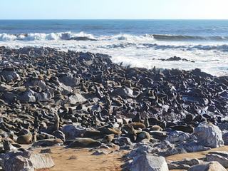 Impossible de poser sa serviette sur la plage de Cape Cross Seal (Namibie), fréquentée par une colonie d'otaries. Ces animaux sont attirés par une forte concentration de poissons présente dans les eaux glaciales du courant Benguela issu de l'Antarctique.