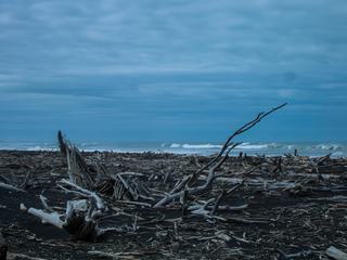 Nouvelle-Zélande du Sud, les plages sont recouvertes de bois flotté, charrié par les marées. Plus de place pour poser sa serviette, mais ce n'est pas grave: personne ne se baigne là-bas!
