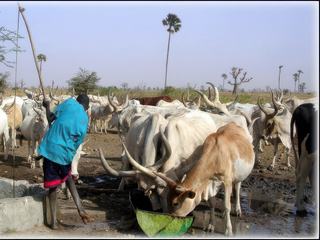 Sénégal - vers Joal Fadiouth
Jeune berger puisant de l'eau pour faire boire son troupeau de zébus (ensuite quand zébu... évidemment zépusoif !!!)