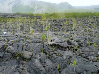 Ile de la Réunion : Piton de la Fournaise - 2011. Balade sur le site du volcan. Un peu plus de 3 ans après une éruption du volcan (ici celle de 2008) la nature reprend ses droits, on peut voir que malgré les coulées de lave successives et chaque fois c’est le même scénario, la forêt, dévastée par le passage de la lave en fusion, renait à travers les couches successives déposées en refroidissant. On reste ébahi par ce spectacle et on peut même voir de loin en loin des fumées chaudes s'échappant des fissures des couches de lave ce qui montre bien que ce volcan est toujours actif et que dame nature veut reprendre ses droits... pour moi c'est bien la aussi UNE FORCE DE LA NATURE...