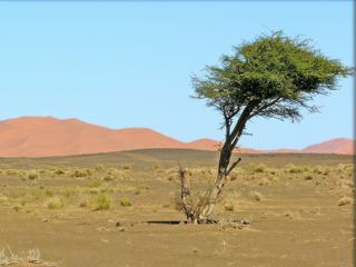 Malheureusement pas grand chose en magasin !!
Pour participer : Maroc - Merzouga petit arbre survivant faisant face à l'avancée inexorable du désert