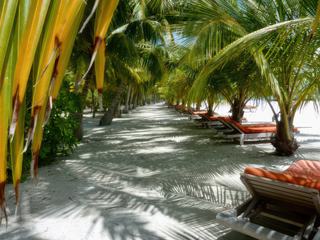 Maldives 2016 Île de Kanifinolhu. La grande allée qui borde la plage, bien ombragée par ses beaux palmiers. Son sol est du sable coralien très blanc et frais, même en plein soleil.