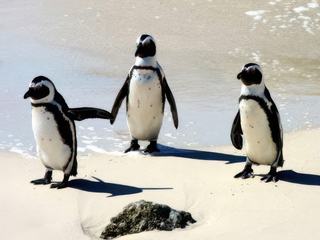 Lors de notre voyage en Afrique du Sud 2013 et plus particulièrement dans la région du CAP nous avons surpris sur une plage ces "MANCHOTS DU CAP"(pingouins d’Afrique) sortant de la baignade. Ces oiseaux vivent en colonies uniquement dans cette région d’Afrique allant de la NAMIBIE à l’Afrique du Sud.
En se séchant l'ombre formée par leur plumage noir sur le sable blanc donne ce contraste de jeu d'images.