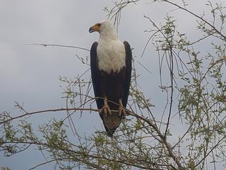 Bonjour Monsieur "l'aigle pécheur" si haut perché, que vous êtes joli que vous me semblez beau. Enfin c'est mon opinion!
Ce rapace habite en Ethiopie.

Bonne année à tous.