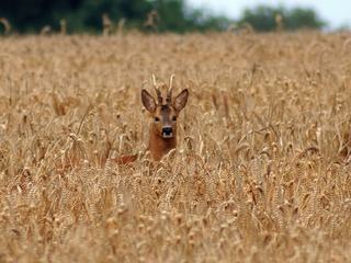 Un chevreuil dans un champs de Bretagne.