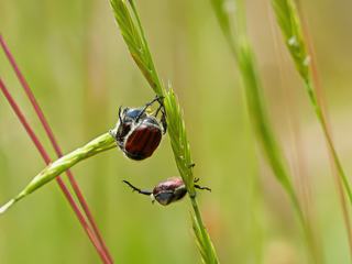 photo Le bonheur est dans le pré de valerik