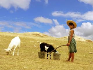 photo Le bonheur est dans le pré de josydhoest
