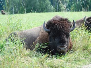 photo Le bonheur est dans le pré de elcanadiense