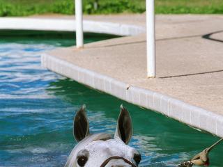 photo Baignades insolites de ranger
