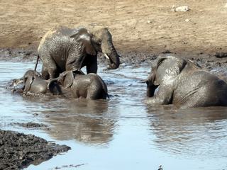 Safari en Namibie, mars 2019...
Lors d'un de nos circuits safaris et tout particulièrement dans le parc d'ETOSHA nous avons pu assister a de merveilleuses scènes de la vie quotidienne des animaux de la brousse dans leur milieu naturel.
La tout particulièrement à la baignade d'une famille d’éléphants dans un point d'eau au petit matin.
On eut v voir sur la photo papa, maman et deux éléphanteaux heureux de patauger et de se baigner dans une mare de boue.
Moment magique pour eux bien sur mais pour nous aussi touristes qui étions la au bon moment pour profiter de ce beau spectacle.
Et la, pas de maltraitance à ces magnifiques spécimens de la faune africaine qui jouissent encore de bons moments de quiétude, mais pour combien de temps encore.