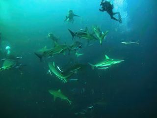 Petite baignade à l'adrénaline au milieu des requins bordés, Afrique du Sud, un régal!!