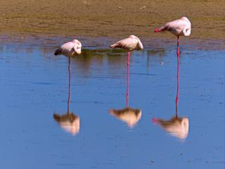 Flamants de Bolivie. N'est-ce pas miraculeux de pouvoir ainsi dormir des heures sur une seule patte tellement fine? Et sans jamais tomber!!