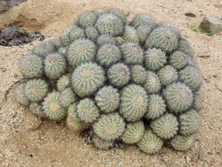 Ces quelques cactus dans la Quebrada du Rio Seco, dans le nord du Chili près d'Antofagasta. Juste pour participer car la fin du mois est là… !