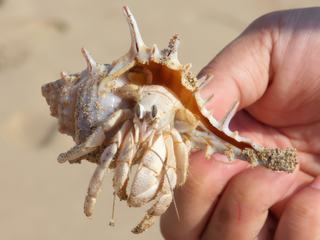 http://www.fou-de-voyage.com/photo/concours/20191203453-les-coquilles.jpg