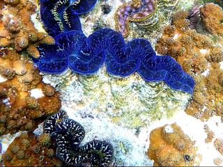 http://www.fou-de-voyage.com/photo/concours/20191244498-les-coquilles.jpg