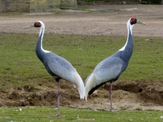 L'espace d'un instant, ces deux grues à cou blanc, se trouvaient en parfaite symétrie. Il a fallu faire vite et rapprocher les sujets au risque de pixéliser un peu l'image. Photo prise dans le parc Oméga à Montebello au Canada.
