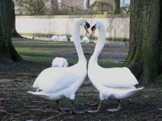Photo prise l'hors d'un séjour en amoureux le 24 février 2014 près du Béguinage à Bruges Belgique.
(Une petite symétrie avec la jolie photo de jbonamour)