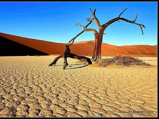 Voyage en NAMIBIE 2019
Désert du NAMIB, plus particulièrement du KALAHARI à SOSSUSVLEIH où l'on trouve les célèbres dunes de sable rouge et la plus haute au monde BIG DADY  (325 mètres) et aussi  DEAD VIEI où les arbres "squelettes" sont là depuis 900 ans dans ce lac asséché.
 Quand j'ai pris cette photo je me suis  allongé sur le sol,et  c'est donc "Au ras du sol " que volontairement j'ai voulu immortaliser sur la photo ce paysage irréel.
  Étendu sur le sol du lac  d'argile asséché  et craquelé on a le spectacle saisissant de ce panorama à perte de vue des dunes  qui contraste avec l'ocre des dunes sous un ciel bleu immaculé.
 j'ai donc tout de suite pensé a cette image pour illustrer le thème de ce mois.
  Au forum je vais mettre d'autres photos d' animaux prises au sol le même jour au même endroit.
 Par vos appréciations chers "oufs" à vous de juger si mon choix a été judicieux.