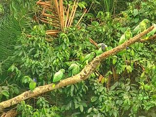 photo La verdure de indianajohn78